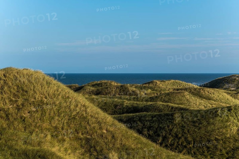 Dune landscape overgrown with marram grass (Ammophila arenaria) in front of a calm, smooth North Sea under a blue sky, Oksbol, Region Syddanmark, Denmark, Europe