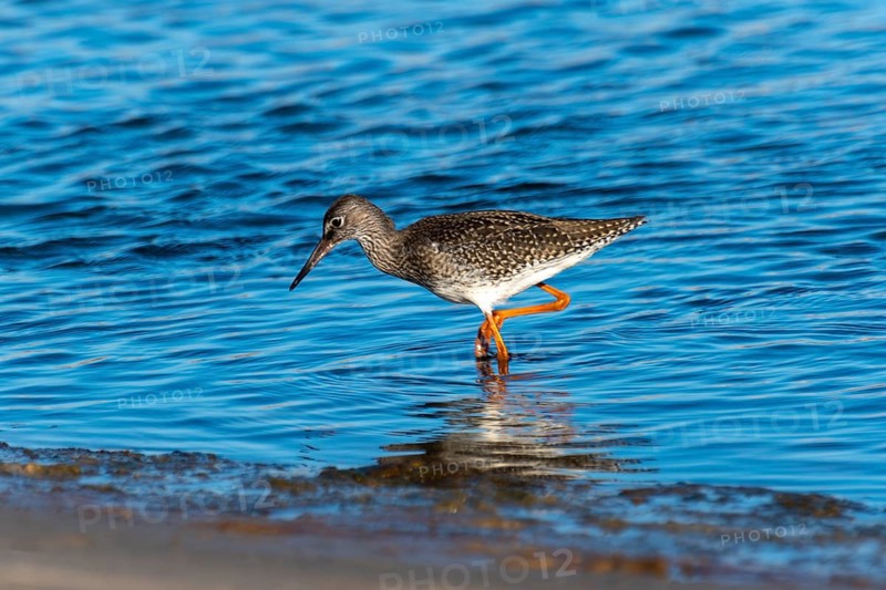 Common redshank (Tringa totanus) wading through the water in search of food, Henne, Region Syddanmark, Denmark, Europe