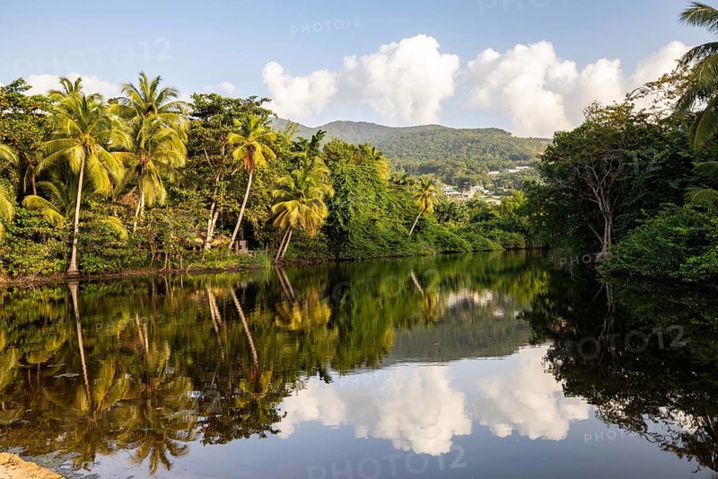 View of a river arm, a tropical mangrove landscape and the natural surroundings of Grande Anse Beach, Basse Terre, Guadeloupe, the French Antilles and the Caribbean, North America