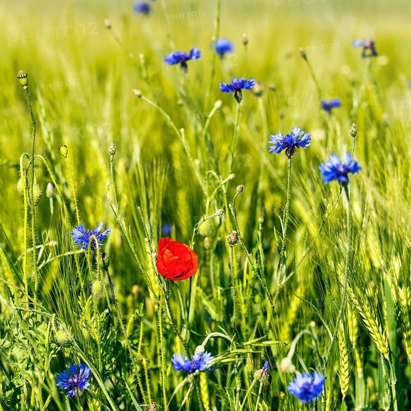 Red poppy flower (Papaver rhoeas), green barleys (Hordeum vulgare), cornflowers (Centaurea cyanus), field flowers, wildflowers in barley field, symbolic photo, organic farming, organic cultivation, Weserbergland, Polle, Lower Saxony, Germany, Europe