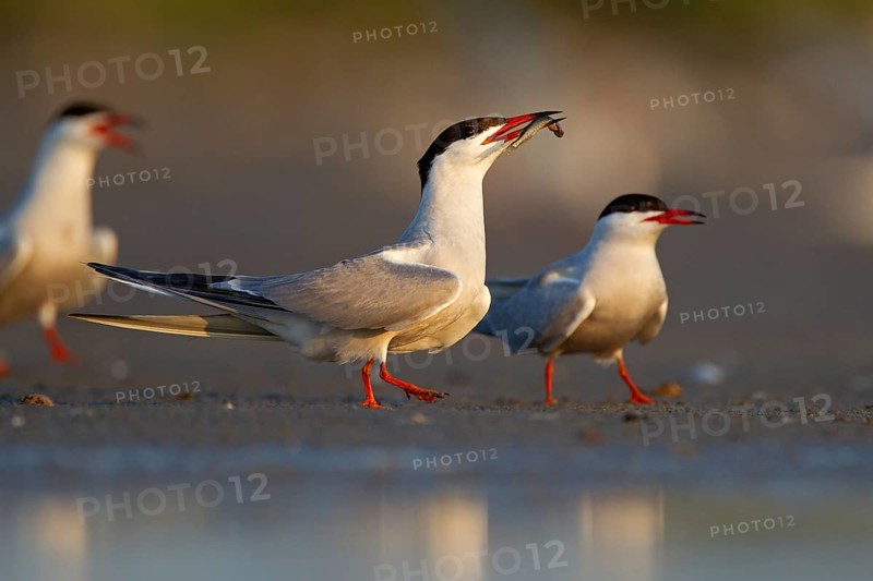 Common Tern (Sterna hirundo), courtship display with fish in beak, Danube Delta Biosphere Reserve, Romania, Europe