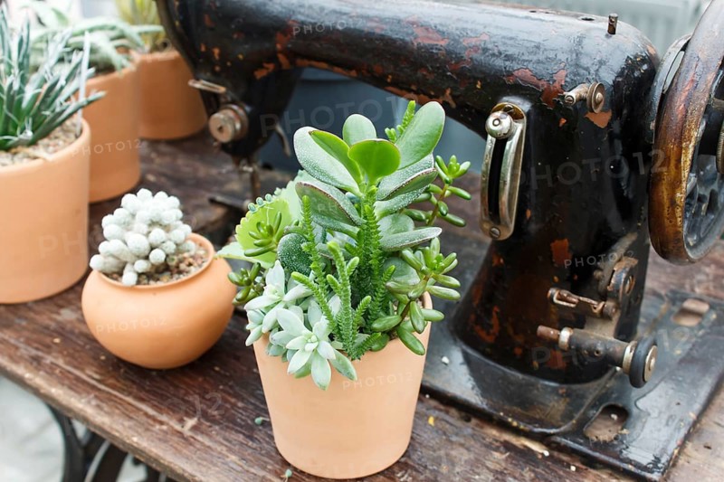 Beautiful succulent plant in greenhouse with old sewing machine. Closeup, selective focus