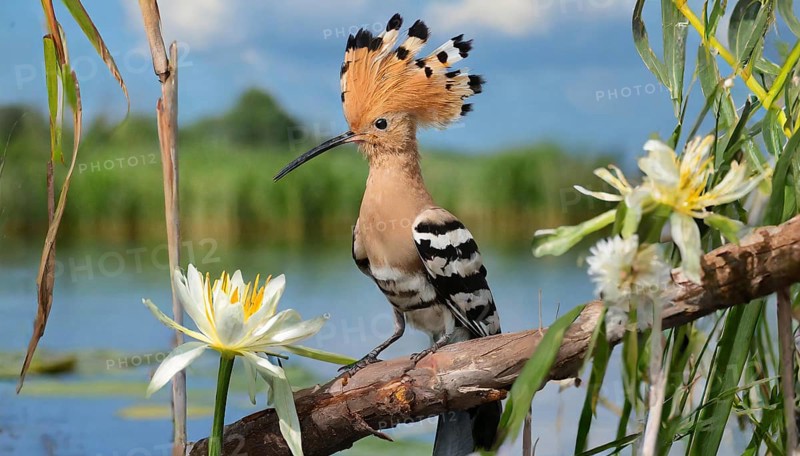 KI generated, animal, animals, bird, birds, biotope, habitat, a, individual, water, reeds, water lilies, blue sky, foraging, wildlife, hoopoe (Upupa epops), treehoppers, summer, flowers