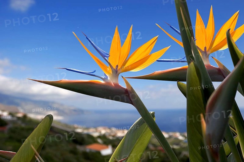 Bird of paradise or crane flower (Strelitzia reginae) La Palma, Canary Islands, Spain, Europe