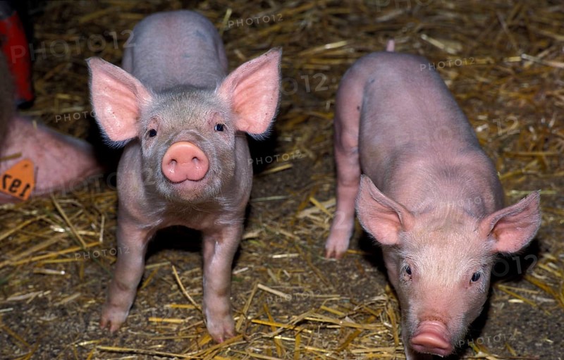 A piglet in the pigsty looks curiously at the photographer