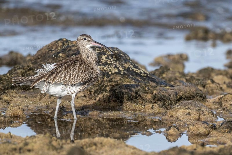 Eurasian curlew (Numenius arquata), Costa Teguise, Lanzarote, Spain, Europe
