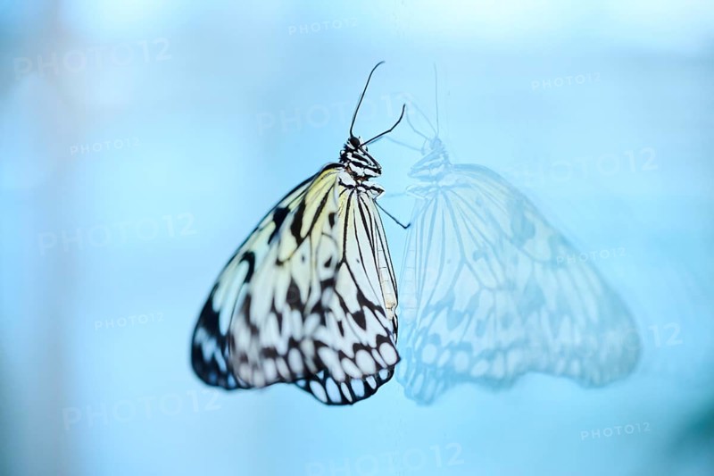 Paper kite butterfly (Idea leuconoe) butterfly sitting on a glass, Germany, Europe