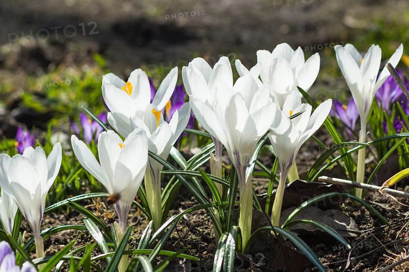 Crocuses blooming in the botanical garden in spring