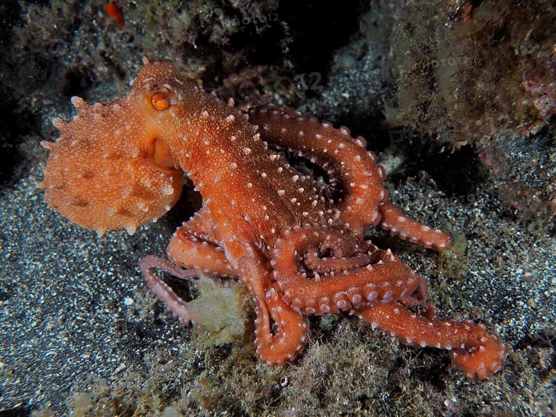 White-spotted octopus (Callistoctopus octopus macropus) at night. Dive site Los Cancajos, La Palma, Canary Islands, Spain, Atlantic Ocean, Europe