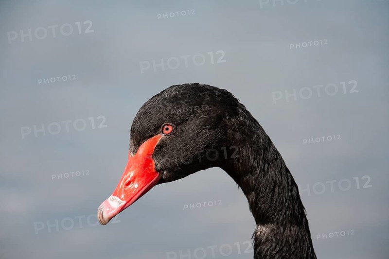 Black swan (Cygnus atratus) adult bird head portrait, England, United Kingdom, Europe