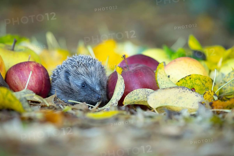 European hedgehog (Erinaceus europaeus) adult animal walking amongst fallen apples on a garden lawn in the autumn, Suffolk, England, United Kingdom, Europe