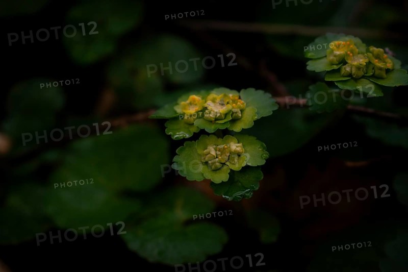 Alternate-leaved golden saxifrage (chrysosplenium alternifolium), close-up, Neubeuern, Germany, Europe