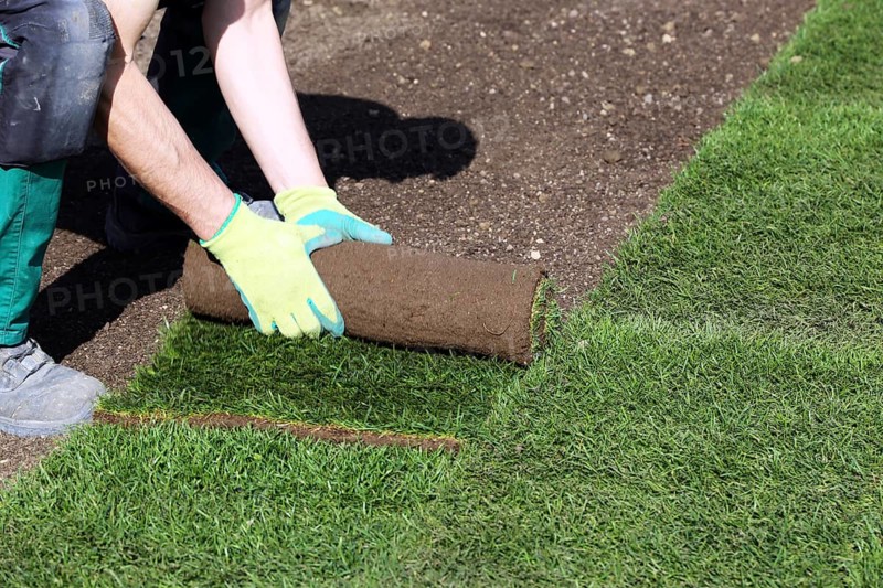 Gardener lays sod