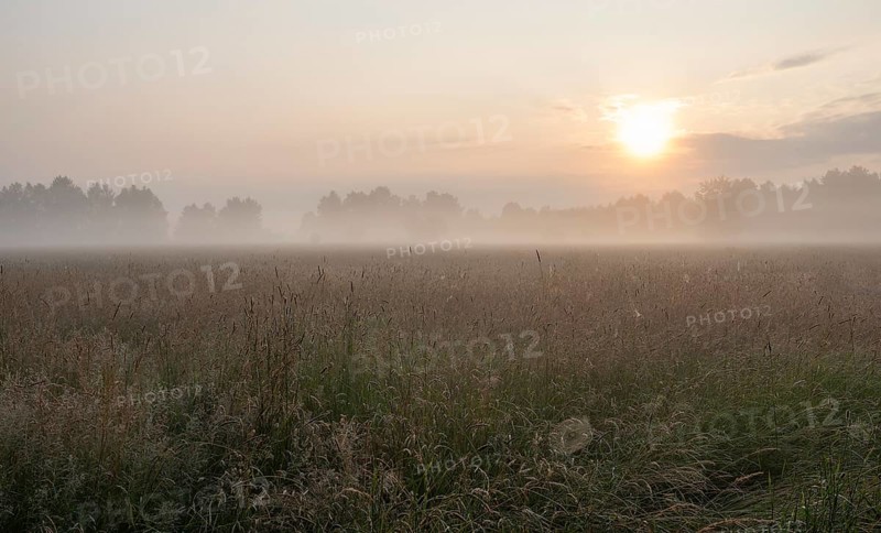 Meadow, sun, spider web, morning mist, Lower Saxony, Germany, Europe