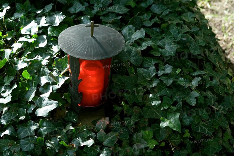 Red gravelight on a ivy covered grave