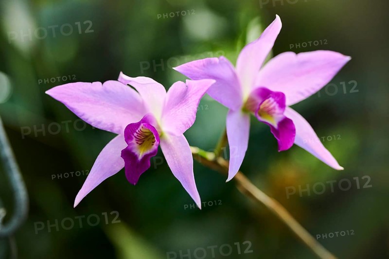 Bamboo orchid (Arundina graminifolia) flower growing in a greenhouse, Bavaria, Germany, Europe