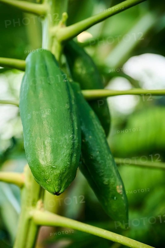 Papaya (Carica papaya) fruits hanging on a tree in a greenhouse, Germany, Europe