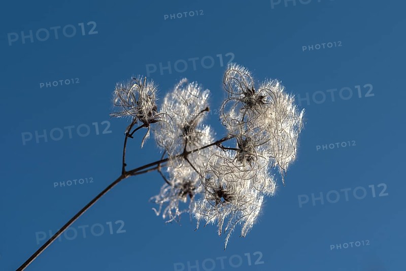 Seed head of a clematis (Clematis montana) against the light, blue sky, Bavaria, Germany, Europe