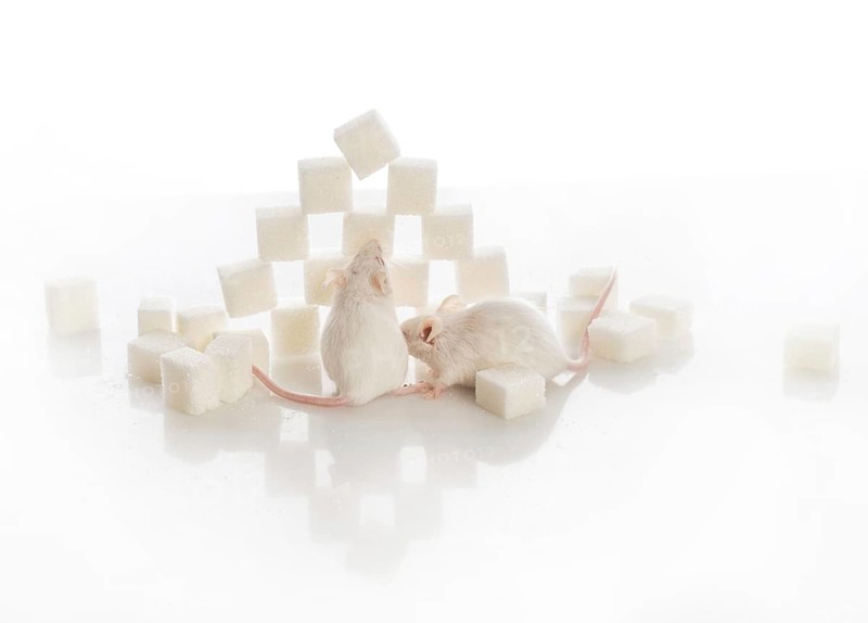 Two white laboratory mice near the pyramid of sugar cubes, diabetes concept