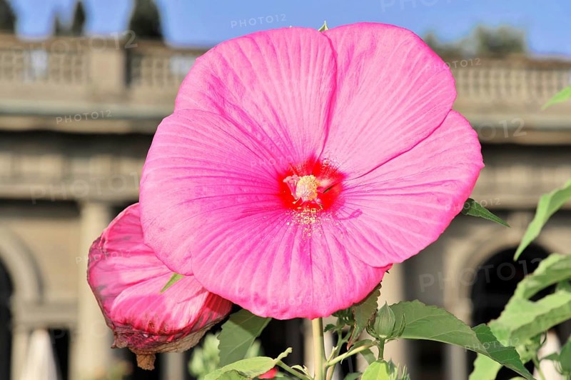 Flowering Hibiscus cultivar Red Heart (Hibiscus syriacus cultivar Red Heart) Florence, Tuscany, Italy, Europe