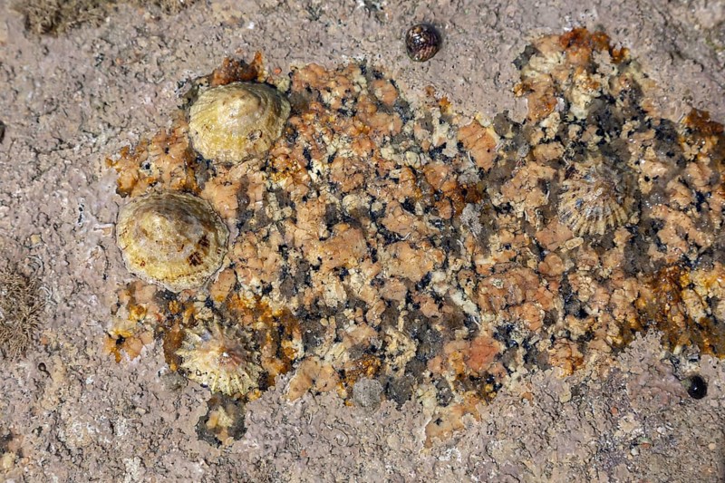 Limpets (Patellidae) in the surf zone on rocks, Cote de Granit Rose, Brittany, France, Europe