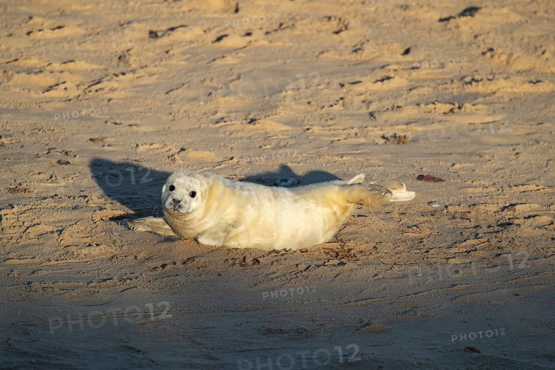 Atlantic grey seal (Halichoerus grypus) juvenile baby pup animal resting on a beach, Norfolk, England, United Kingdom, Europe