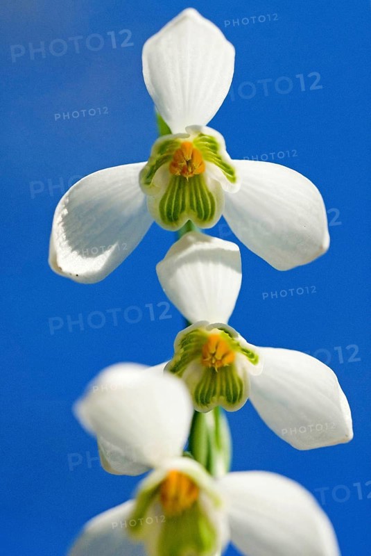 Snowdrop (Galanthus nivalis)