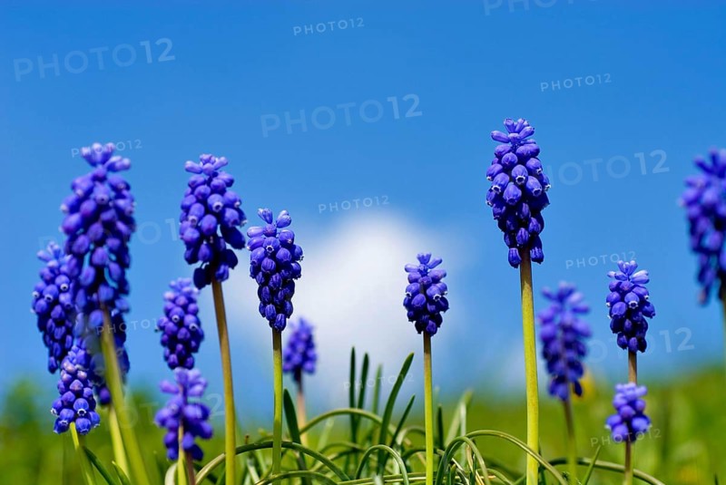 Grape Hyazinth (Muscari botryoides) Bavaria, Germany, Europe
