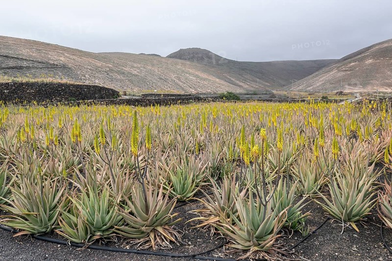 Aloe veras (Aloe vera), plantation, Haria, Lanzarote, Canary Islands, Spain, Europe