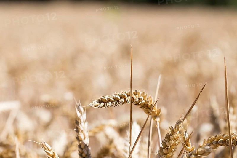 Wheat (Triticum) in wheat field, Freising, Upper Bavaria, Bavaria, Germany, Europe