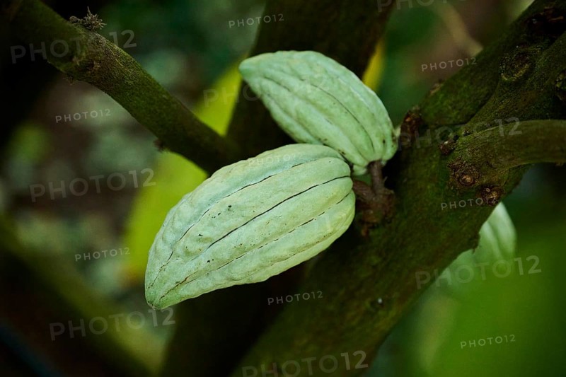 Cacao tree (Theobroma cacao) fruits hanging on a tree growing in a greenhouse, Germany, Europe