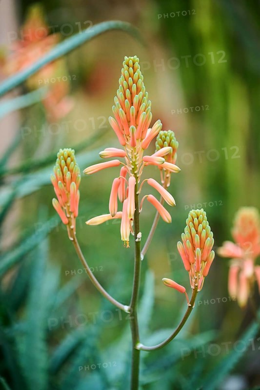 Candelabra aloe (Aloe arborescens) flower growing in a greenhouse, Germany, Europe
