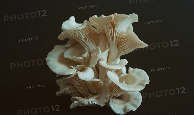 Oyster mushroom on black background, top view, close-up. AI generated