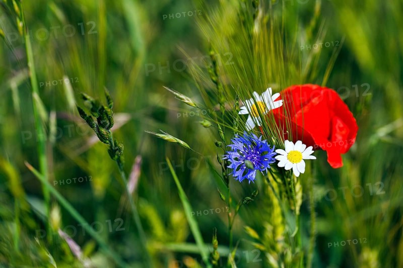 Field flowers, wildflowers in a barley field, symbolic photo, organic farming, organic cultivation, Weserbergland, Polle, Lower Saxony, Germany, Europe