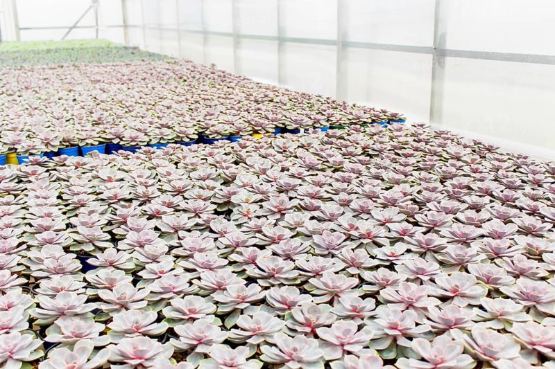 Various types of succulent in flower pots in the greenhouse. Closeup, selective focus