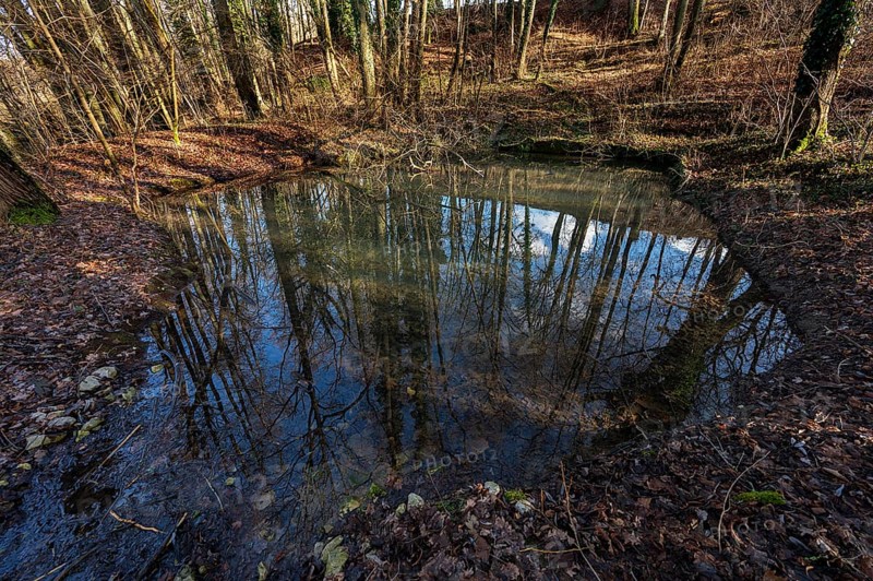 Water pond in a forest, Beerbach, Middle Franconia, Franconia, Bavaria, Germany, Europe