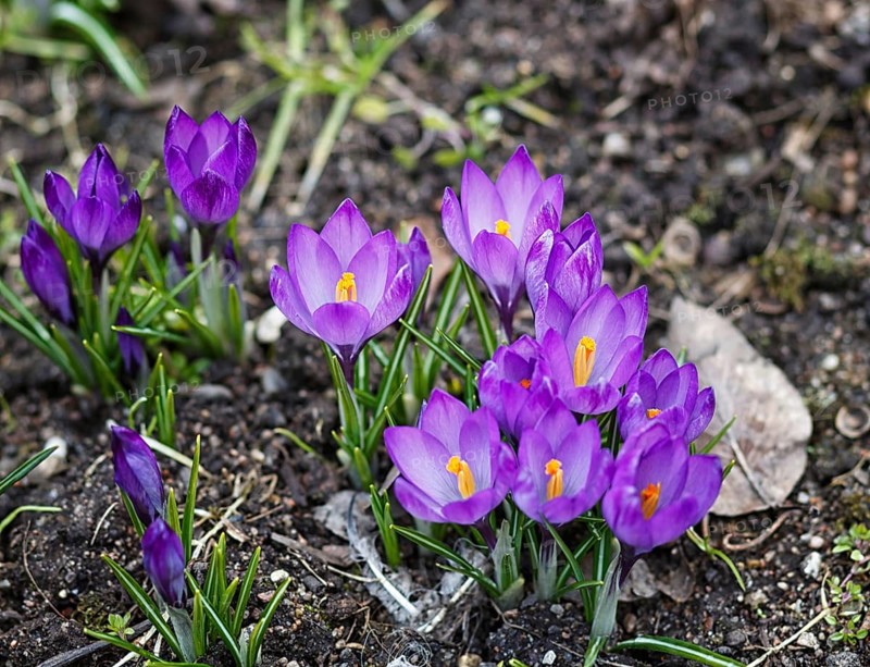 Purple crocuses germinate in the spring in the garden. Symbol of spring