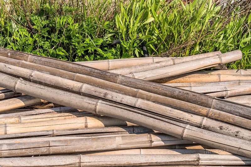 Weathered cracked bamboo poles laying in grass on sunny day in South Korea
