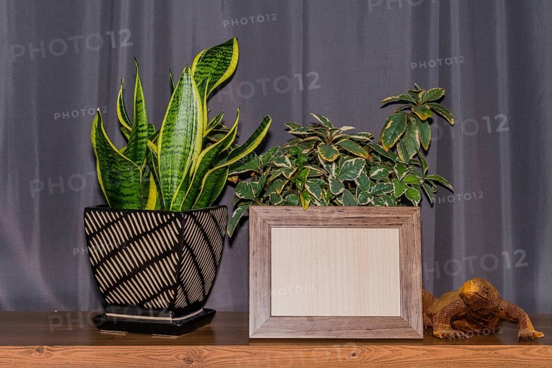 Empty wood grain picture frame with potted plants in front of gray window curtains in background