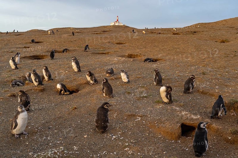 Magellanic penguins (Spheniscus magellanicus) in front of the lighthouse in the Penguin National Park on Magdalena Island, Magellanes, Patagonia, Chile, South America