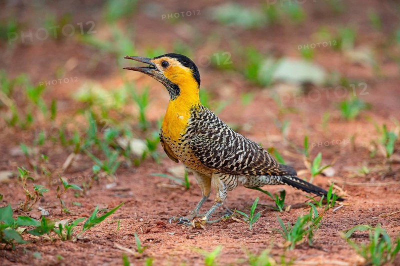 Pileated campo flicker (Colaptes campestris) Pantanal Brazil