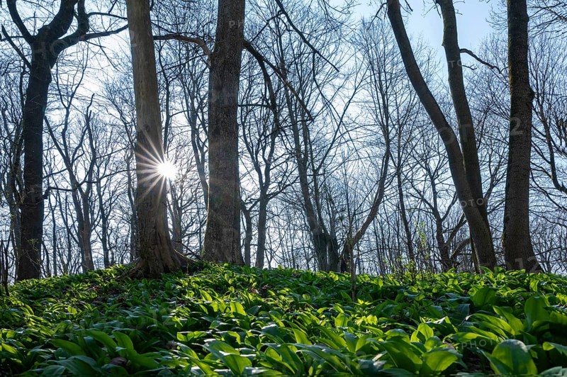 Deciduous forest in spring, leaves of ramson (Allium ursinum), backlit with sun star, Hainich National Park, Thuringia, Germany, Europe