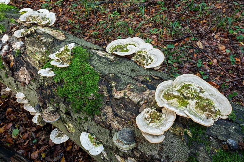 Hairy bracket (Trametes hirsuta), fruiting body on dead wood, trunk of a copper beech (Fagus sylvatica), Hainich National Park, Thuringia, Germany, Europe