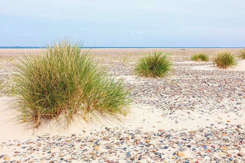 Tuft of grass on sandy beach with the sea in the horizon, Skagen, Denmark, Europe