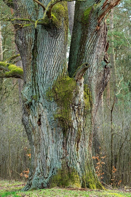 English oak (Quercus robur), trunk, Barnbruch Forest nature reserve, Lower Saxony, Germany, Europe