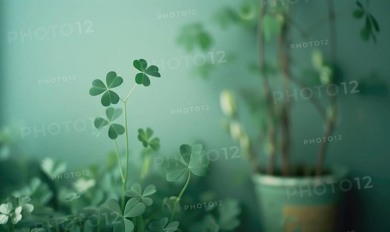Clover plant in pot on blue wall background with copy space. AI generated