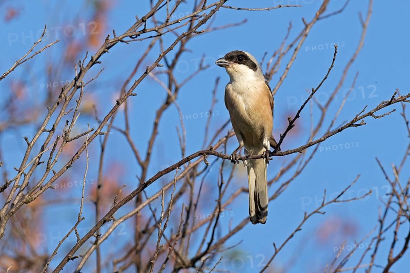 Lesser grey shrike (Lanius minor), Dobruja, Bulgaria, Europe