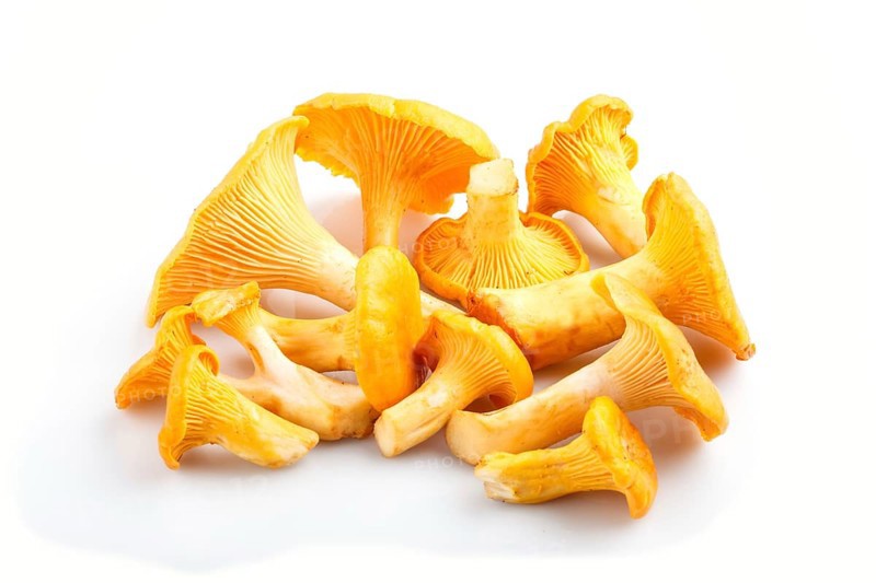 Bunch of chanterelle mushrooms isolated on white background. side view, close up
