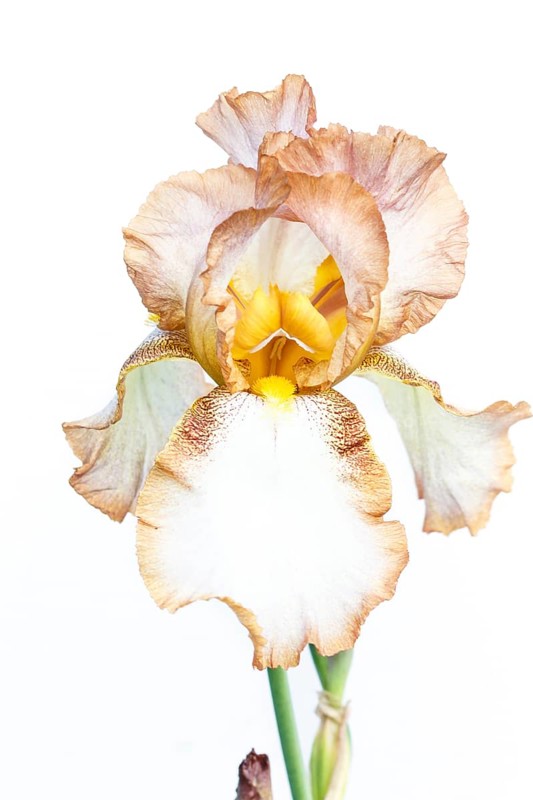 Beautiful multicolored iris flower isolated in white. Close up