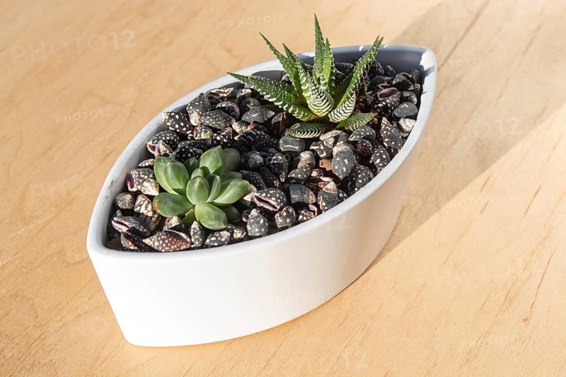 Small succulents in a ceramic pot on a wooden background